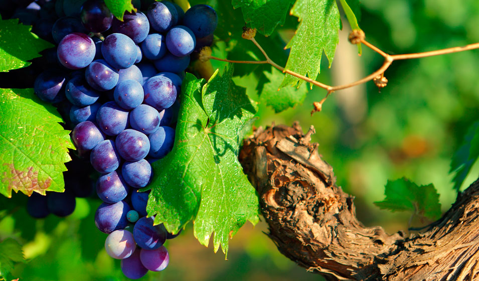 samedi 2 octobre vendanges volontaires au château compassant