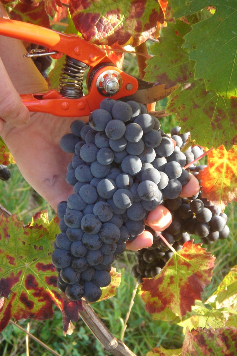 De la vigne au verre